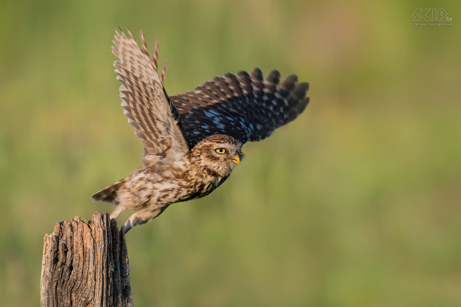 Little owl The little owl (Athene noctua) is one of the smallest owls in the Lowlands. It feeds on insects (moths, beetles, worms) and small vertebrates like mices. Stefan Cruysberghs